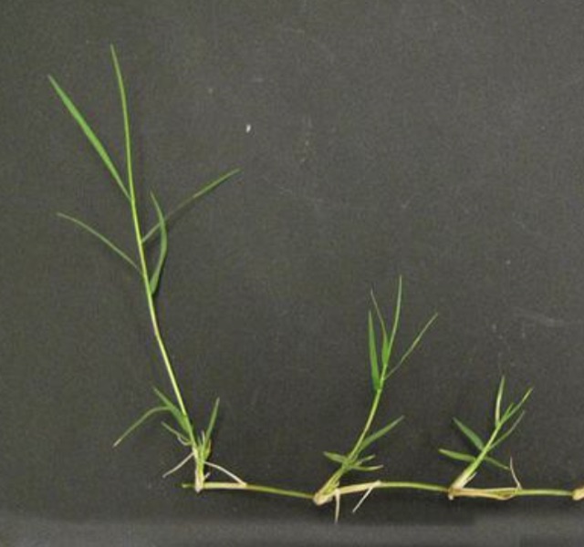 Bermuda grass with fine blades and wiry runners