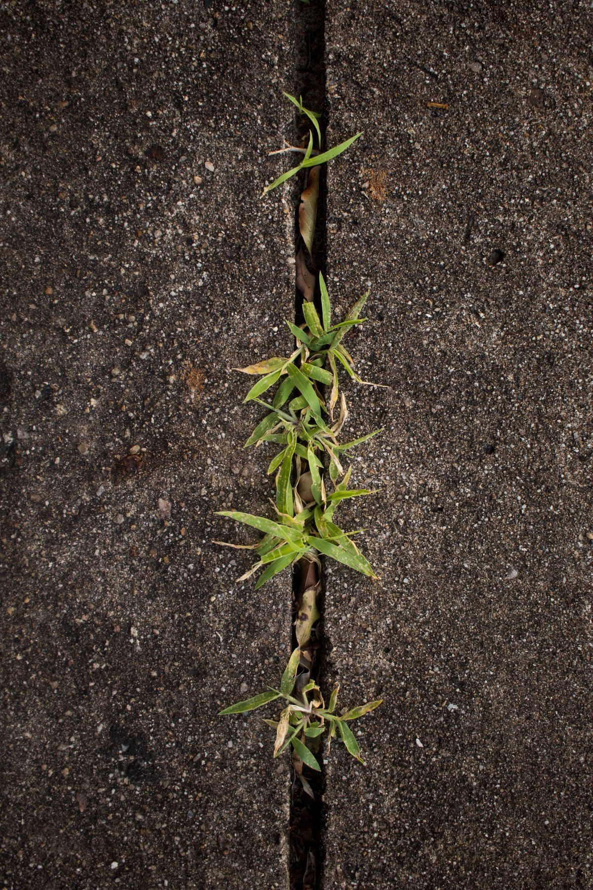 Crabgrass growing through a crack in a concrete sidewalk