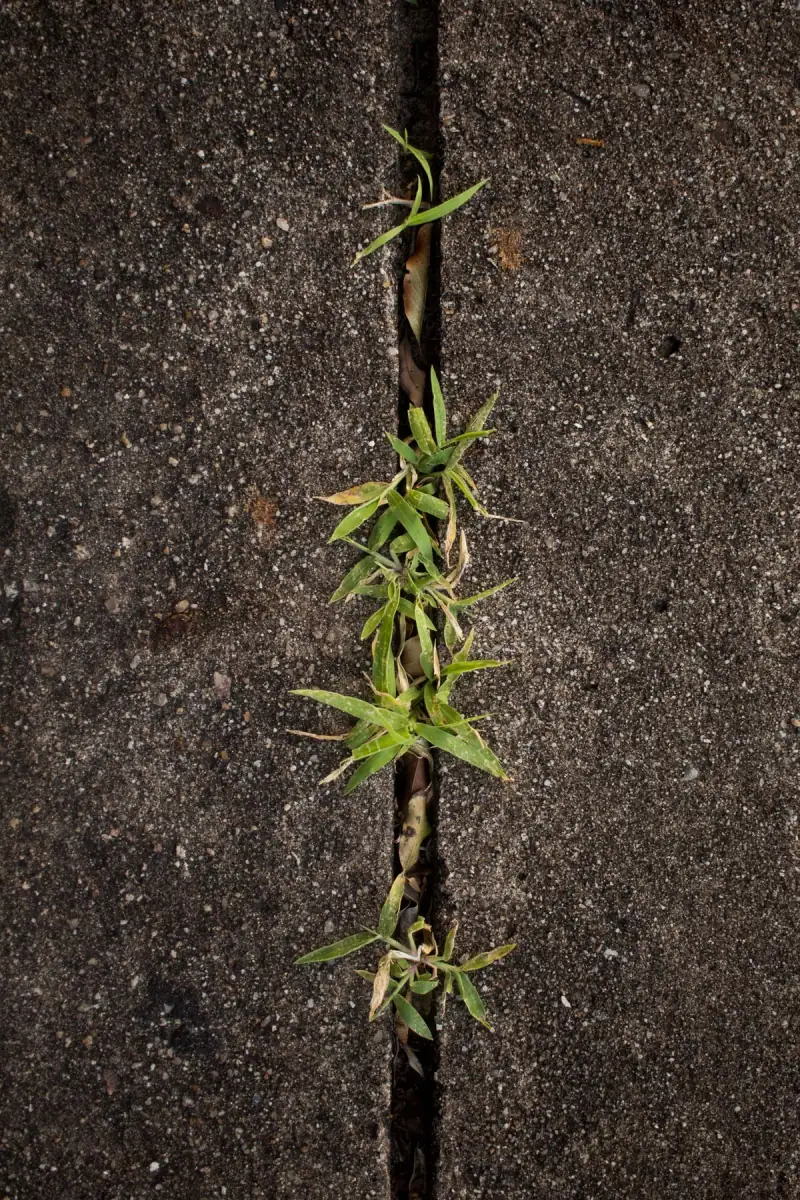 Crabgrass growing through a crack in a concrete sidewalk