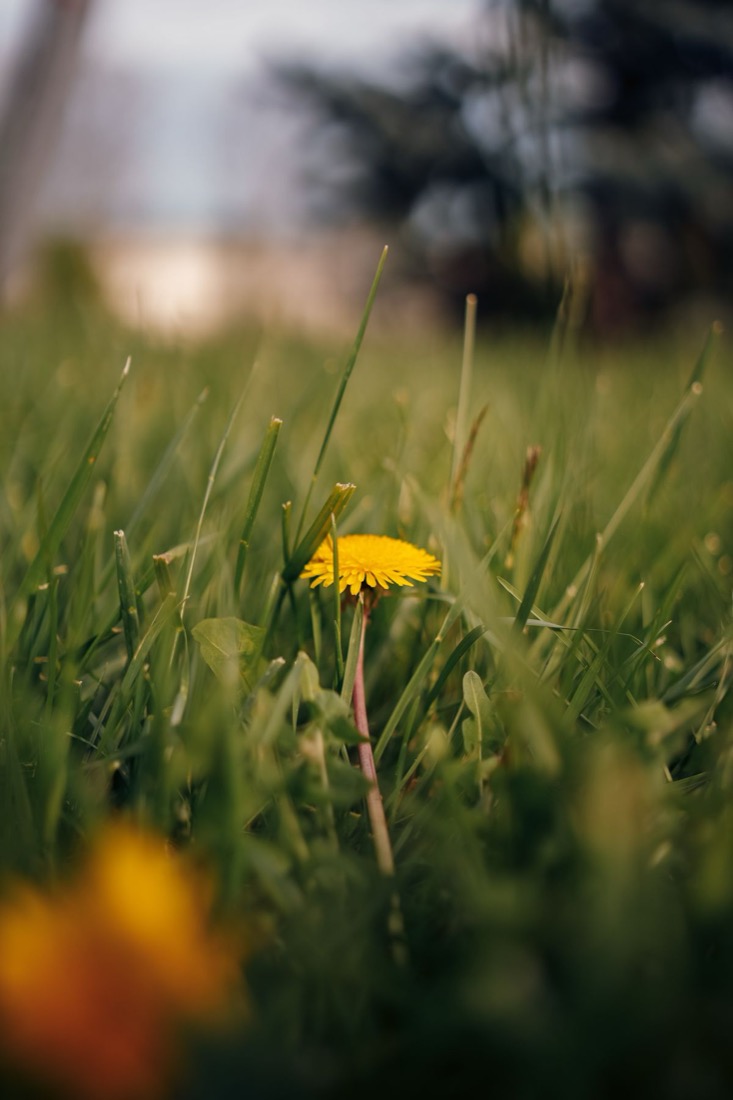 Dandelion weed growing in a lawn