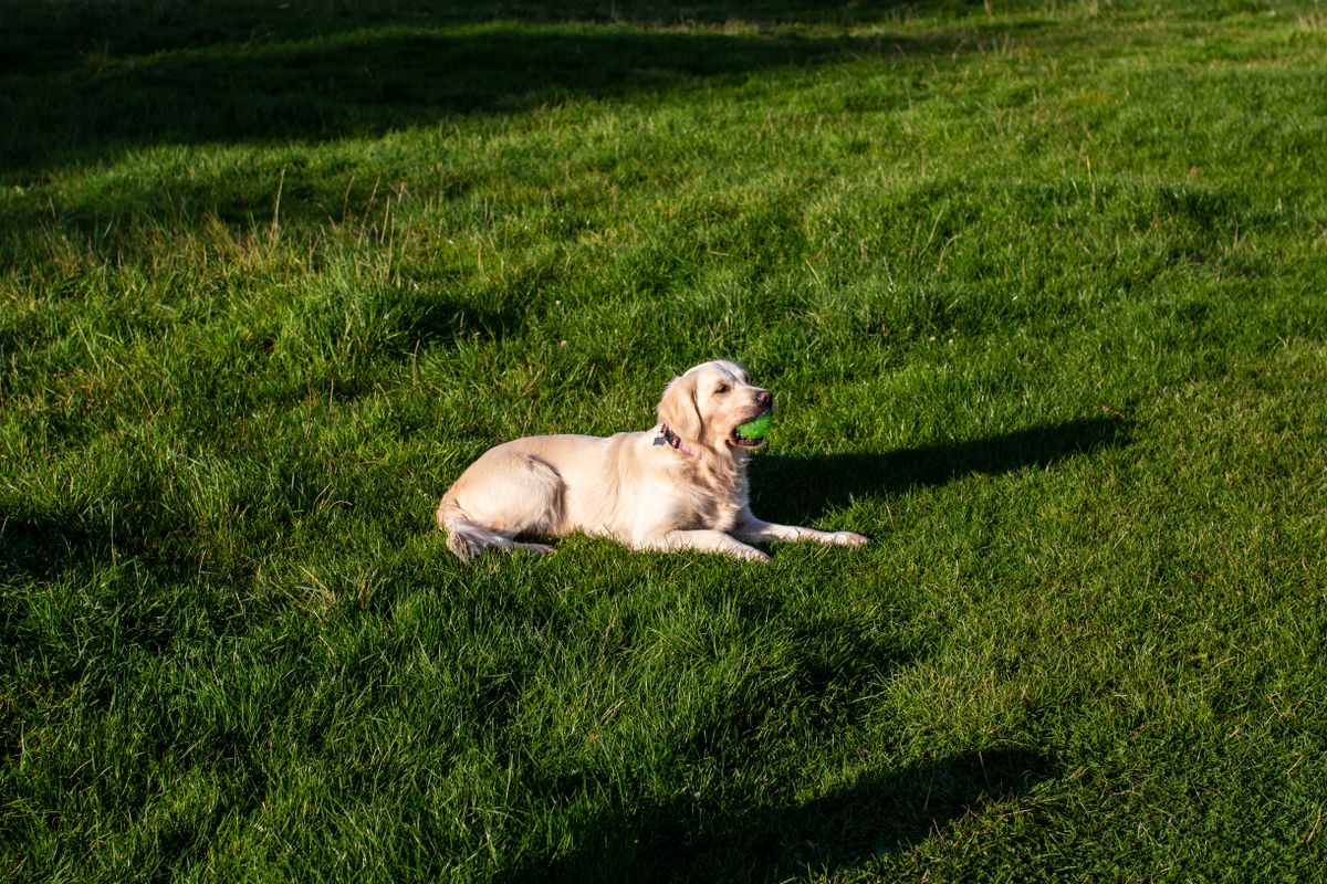 Golden retriever lying on a green lawn