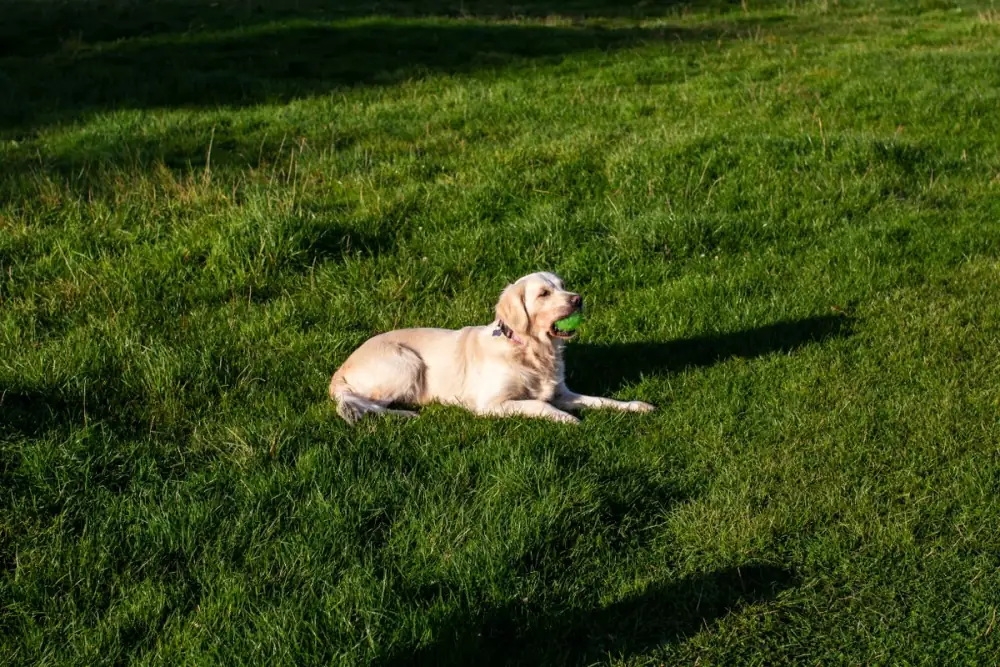 Golden retriever lying on a green lawn
