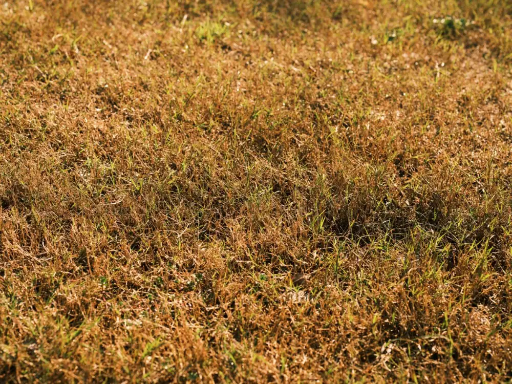 Lawn with yellowing, straw-colored grass mixed with green blades