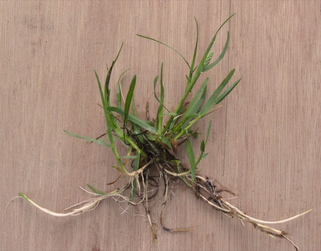 Kentucky bluegrass plant with boat-shaped leaf tips
