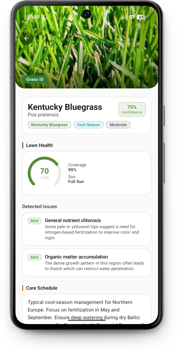 Lawn Care AI grass identification result naming Kentucky Bluegrass, with a lawn health score and personalized care schedule