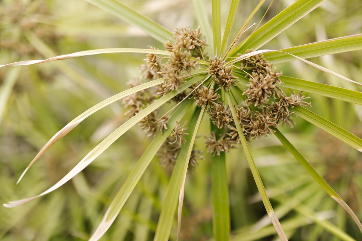 Close-up of a Cyperus sedge — the nutsedge family — with its characteristic spiky seedheads and glossy strap-like leaves