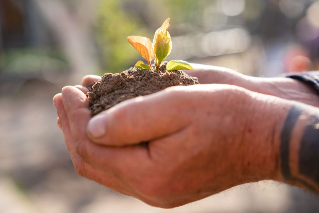 Hands holding dark soil with a small green seedling