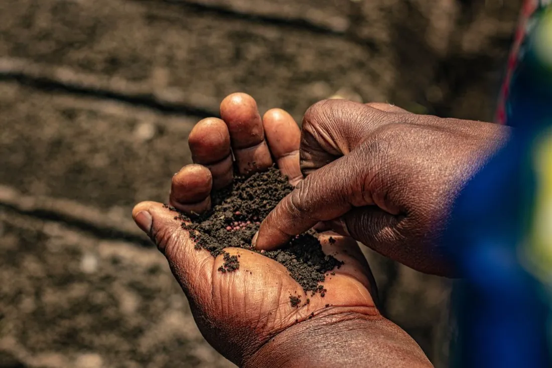 Hands holding soil with granular lawn fertilizer ready to apply