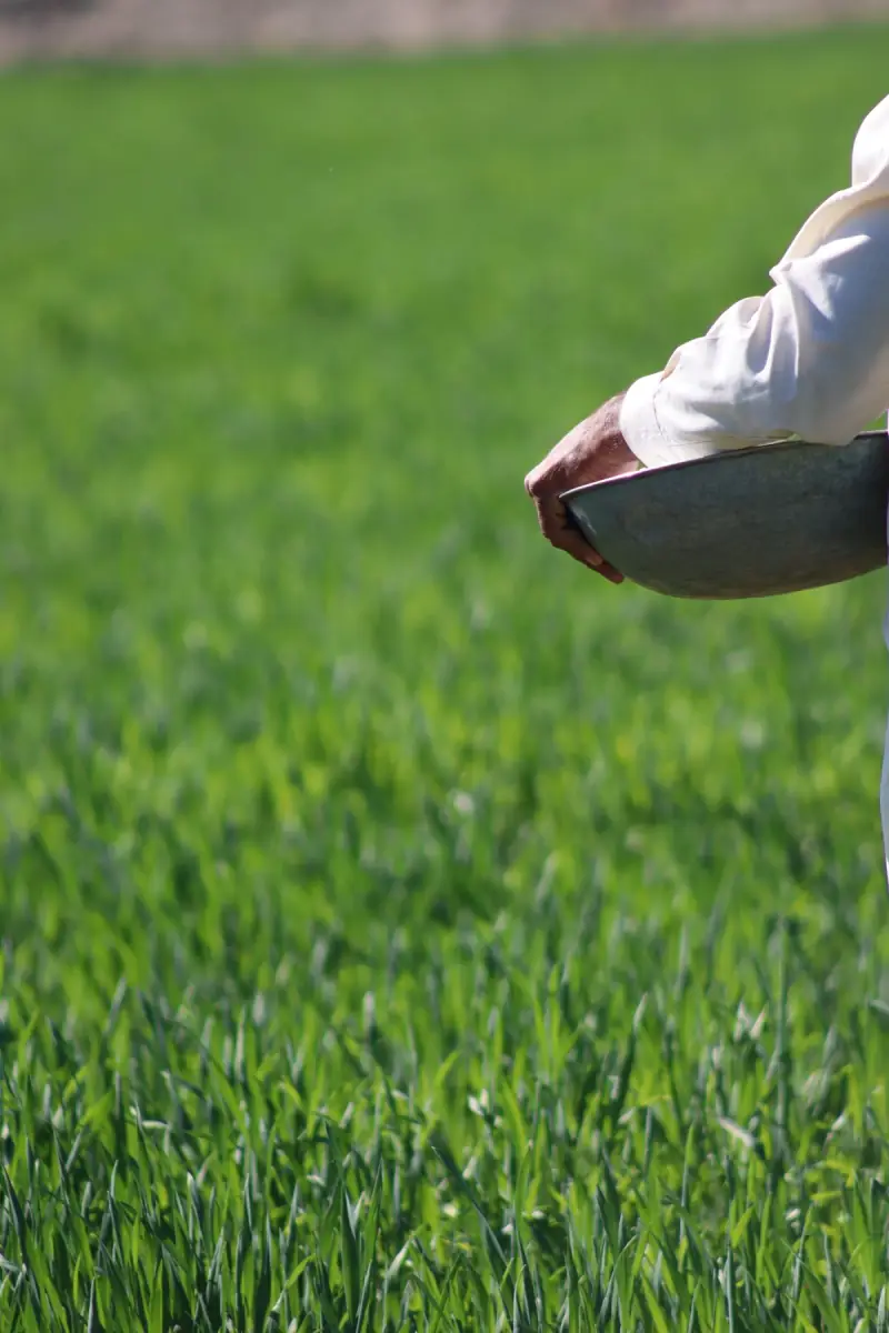 Hand holding a bowl of seed, sowing over a green lawn