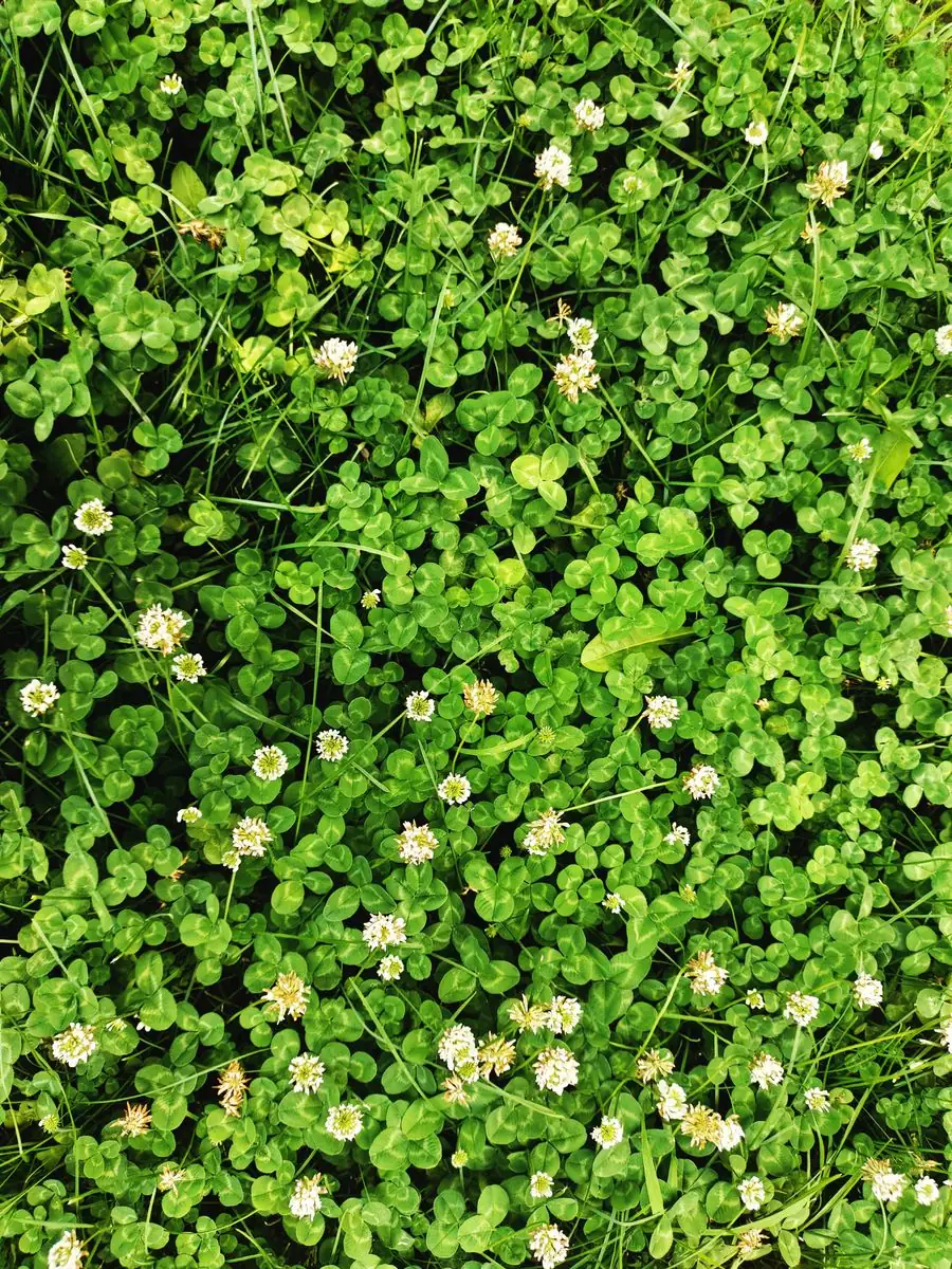 White clover patch with round leaflets and white flowers spreading through a lawn